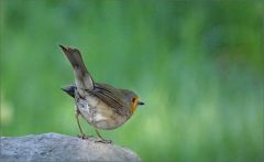 Rotkehlchen Rotkehlchen