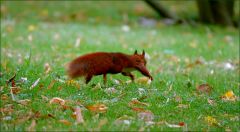 Springendes Eichhörnchen