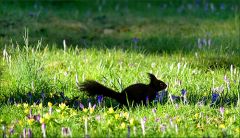 Eichhörnchen Eichhörnchen