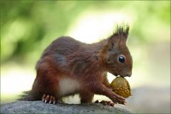Eichhörnchen mit Walnuss Eichhörnchen mit Walnuss