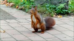 Wachsames Eichhörnchen