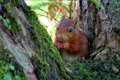 Eichhörnchen Eichhörnchen