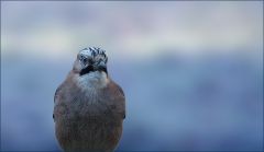 Eichelhäher Eichelhäher