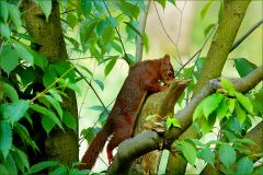 Eichhörnchen Eichhörnchen