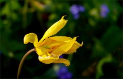 Tulipa silvestris / Weinbergtulpe Tulipa silvestris / Weinbergtulpe