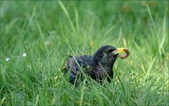 Drossel mit einer Raupe im Schnabel Drossel mit einer Raupe im Schnabel