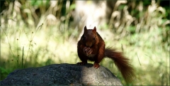 Eichhörnchen
