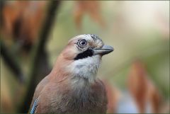 Eichelhäher Eichelhäher