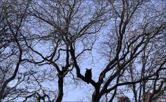 Bäume im Winter Bäume im Winter