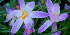 Krokusse Krokusse