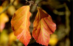 Blätter im November