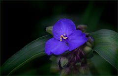 Blaue Blume Blaue Blume