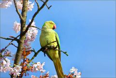 Papagei im Frühling Papagei im Frühling