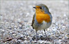 Rotkehlchen