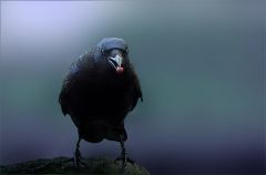 Dunkler Morgen Dunkler Morgen