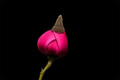 Magnolienknospe Magnolienknospe