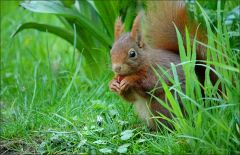 Eichhörnchen Eichhörnchen