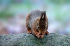 Eichhörnchen Eichhörnchen