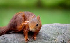 Eichhörnchen kratzt sich