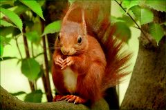 Eichhörnchen Eichhörnchen