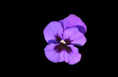 Stiefmütterchen Stiefmütterchen