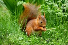 Eichhörnchen Eichhörnchen