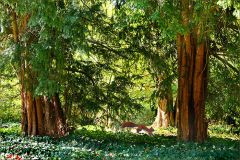 Eichhörnchen Eichhörnchen