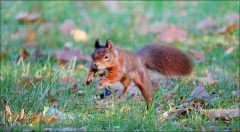 Springendes Eichhörnchen