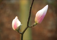 Magnolien