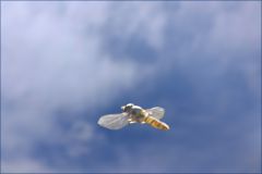 Schwebfliege Schwebfliege