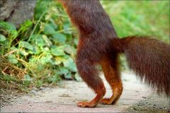 Eichhoernchen stellt sich auf die Hinterbeine Eichhoernchen stellt sich auf die Hinterbeine