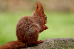 Eichhörnchen Eichhörnchen