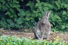 Wildkaninchen Wildkaninchen