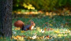 Eichhörnchen