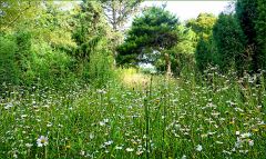 Sommerwiese Sommerwiese