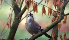 Eichelhäher Eichelhäher