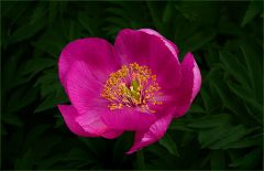 Die erste Pfingstrose in diesem Jahr Die erste Pfingstrose in diesem Jahr