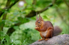 Eichhörnchen Eichhörnchen
