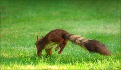 Eichhörnchen Eichhörnchen