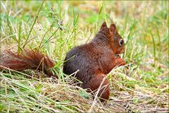 Eichhörnchen Eichhörnchen