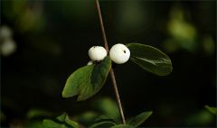 Schneebeeren Schneebeeren