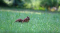 Eichhörnchen in der Wiese