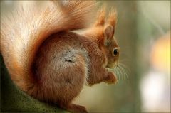 Eichhörnchen Eichhörnchen