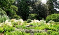 Streunender Hund oder ein Wolf?