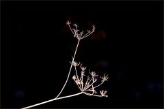 Verblüht und vertrocknet Verblüht und vertrocknet