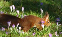 Eichhörnchen Eichhörnchen