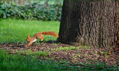 Eichhörnchen Eichhörnchen