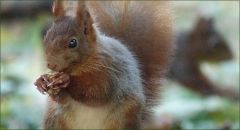 Eichhörnchen Eichhörnchen