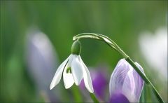 Schneeglöckchen Schneeglöckchen