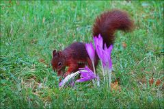 Eichhörnchen und Herbstzeitlose